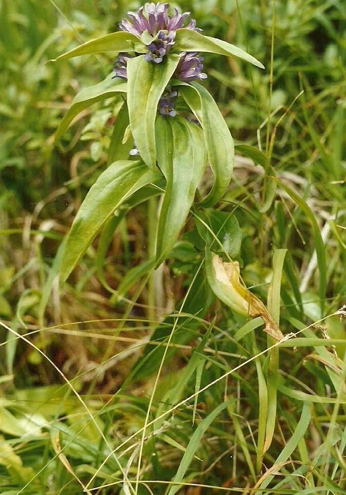 5. Murawa stepowa z ostnicą włosowatą (Stipa capillata) na zboczu południowym wąwozu w pobliżu Kamionki (fot. I. Kutyna) Fig. 6.