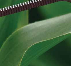 Rodzaje kukurydzy Adengo może być stosowany we wszystkich typach kukurydzy pastewnej