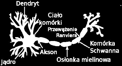 aż po kalibrację modeli numerycznych. Zasada działania sztucznych sieci neuronowych opiera się na uproszczonej symulacji układu nerwowego organizmów żywych.