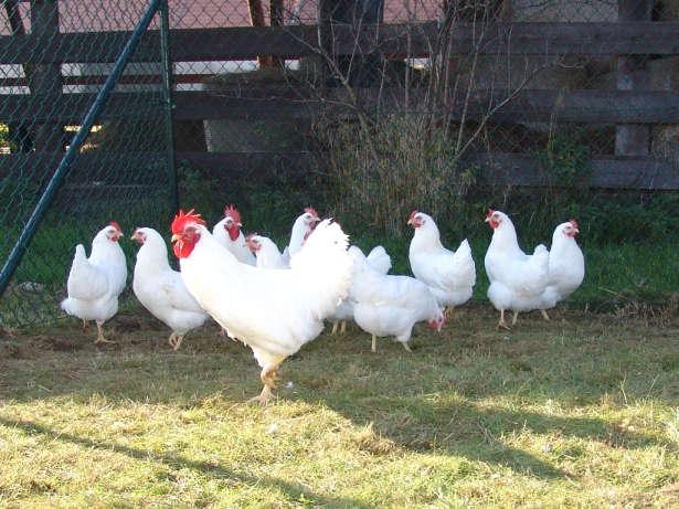 ASSESSMENT OF PRODUCTIVITY AND EGG QUALITY IN RHODE ISLAND RED (R-11, K-22) AND RHODE ISLAND WHITE (A-33) LAYING HENS Summary The aim of the study was to analyse
