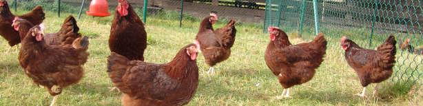 R-11 and K-22 birds have a higher body weight, which makes them suitable for both egg laying and meat production.