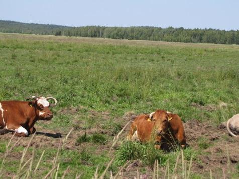 Ad4. koordynacja organizacji ekspedycji terenowych i wyjazdów ekspedycja 1 2, 3 4 5 Organizator / uczestnik IHAR-PIB: KCRZG; PAN: OB Powsin IHAR-PIB: KCRZG; PAN: OB Powsin IHAR-PIB, KCRZG OB