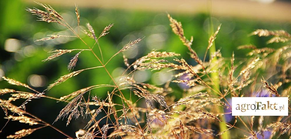 Wiosenne zwalczanie chwastów w zbożach ozimych Autor: Katarzyna Szponar Data: 14 marca 2017 Nasze uprawy powoli budzą się do życia, a wraz z nimi chwasty choć te ostatnie zazwyczaj wcześniej.