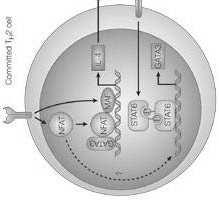 limfocyty B CD4 limfocyty TH CD8 limfocyty TC CD4, CD25 limfocyty Treg CD16, CD56 limfocyty NK Limfocyty NK (natural killers): nie mają cech limfocytów B ani T duże