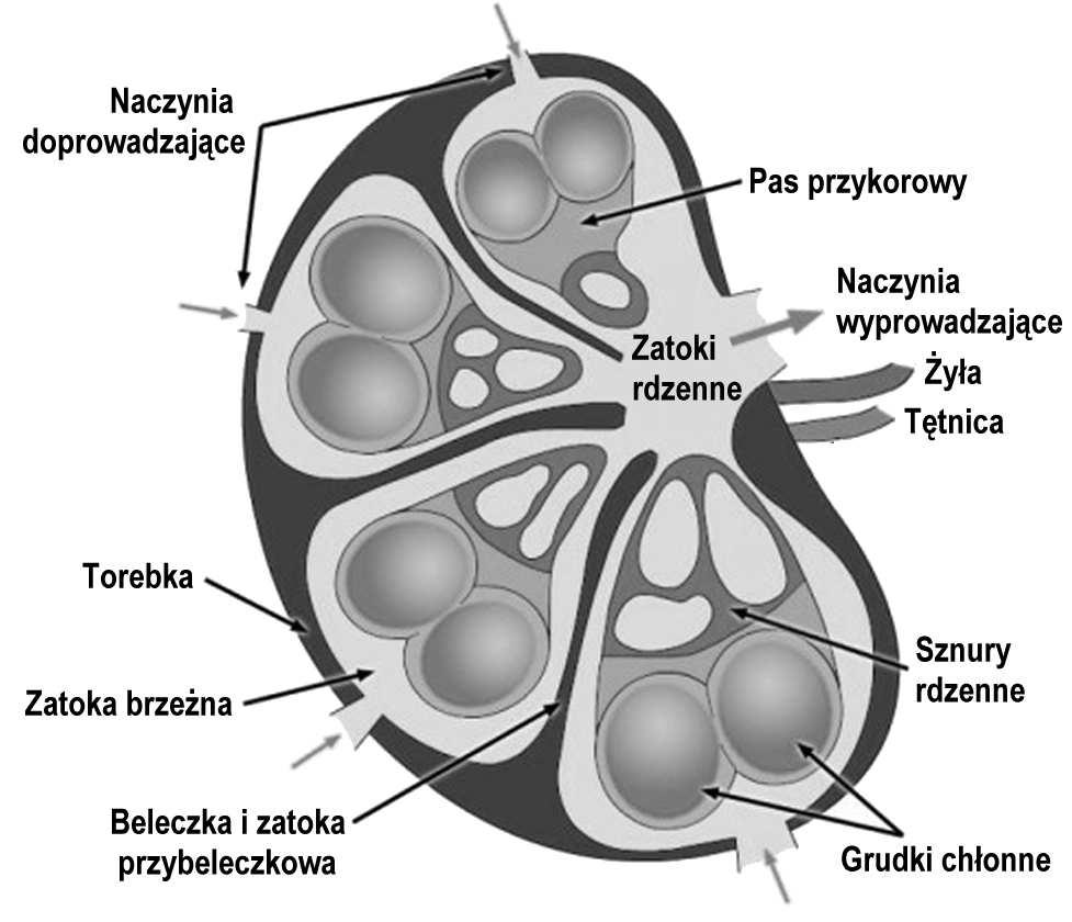 Naczynie chłonne wyprowadzające Zatoki: przestrzenie wyścielone komórkami śródbłonkowymi