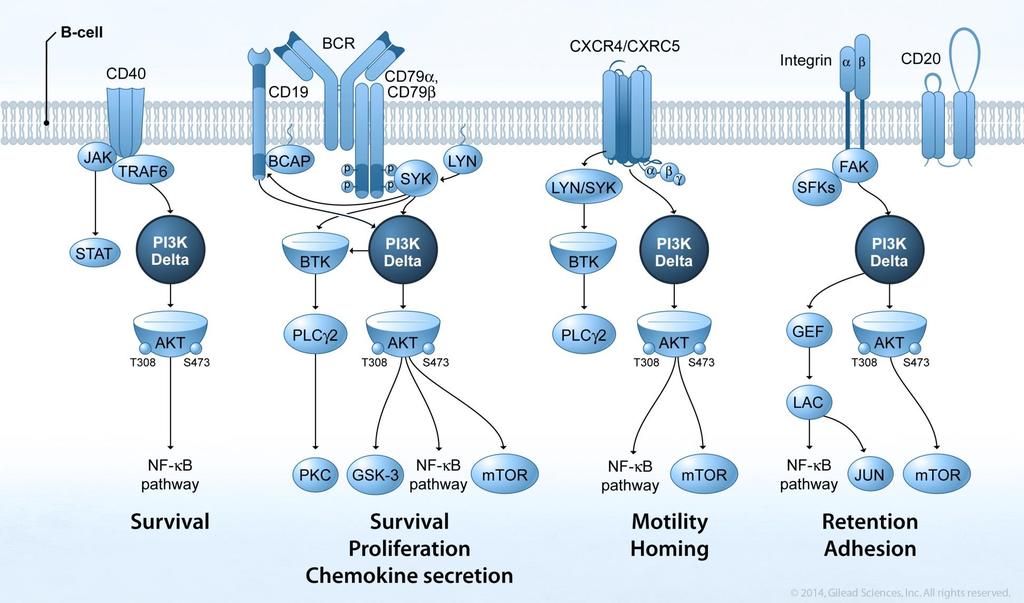 PI3Kd-dependent Signaling Pathways in B-cell Malignancies Signaling pathways that are