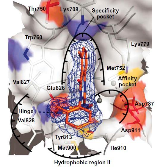 The evolution of a selective PI3Kδ inhibitor