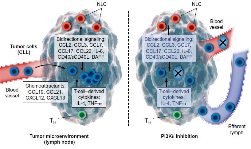 Inhibiting PI3Kδ targets both malignant B cells and the tumor