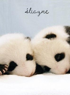 Dziennik Łódzki Numer 1 02/2014 Strona 2 wwwdzienniklodzkipl WWWJUNIORMEDIAPL PANDA WIELKA Panda wielka, niedźwiedź bambusowy gatunek drapieżnego ssaka z