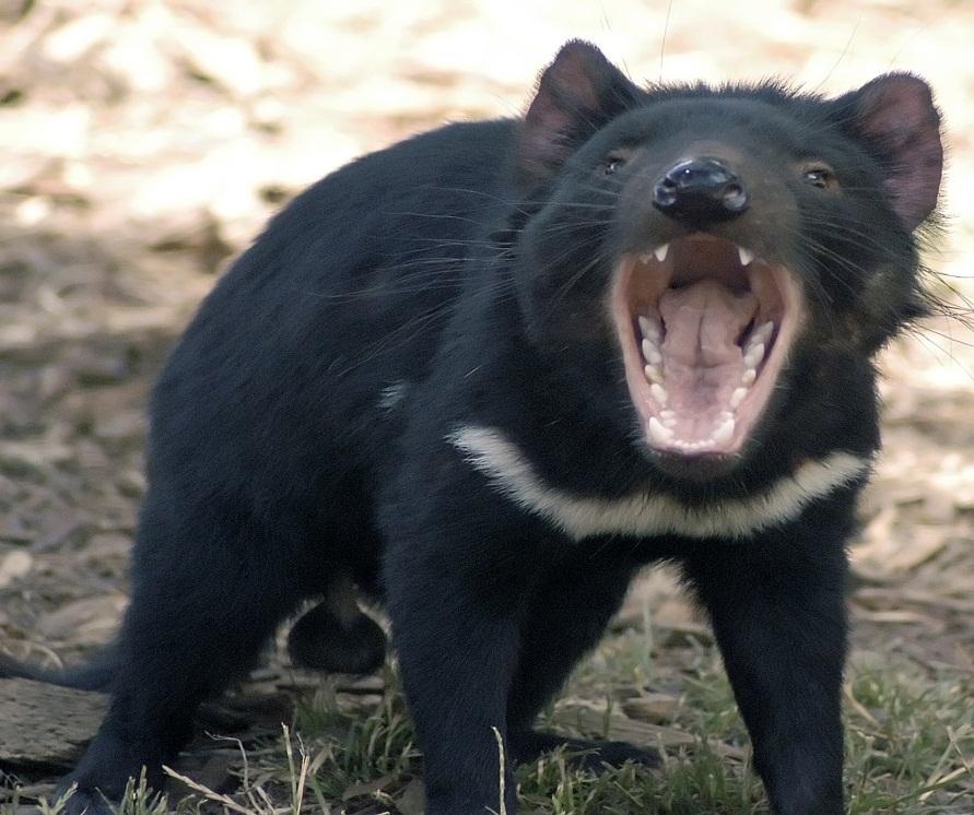 Fauna i Flora Diabeł Tasmański *gatunek torbacza z rodziny niełazowatych, jedyny przedstawiciel rodzaju Sarcophilus.