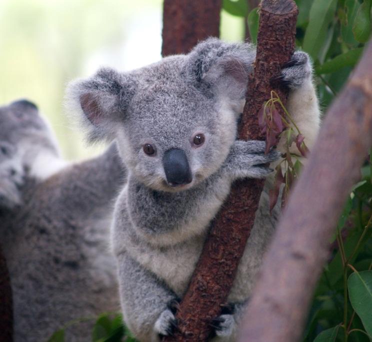 Fauna i Flora Koala *gatunek torbacza z rodziny koalowatych, nadrzewne zwierzę roślinożerne, zamieszkujące wschodnią Australię.