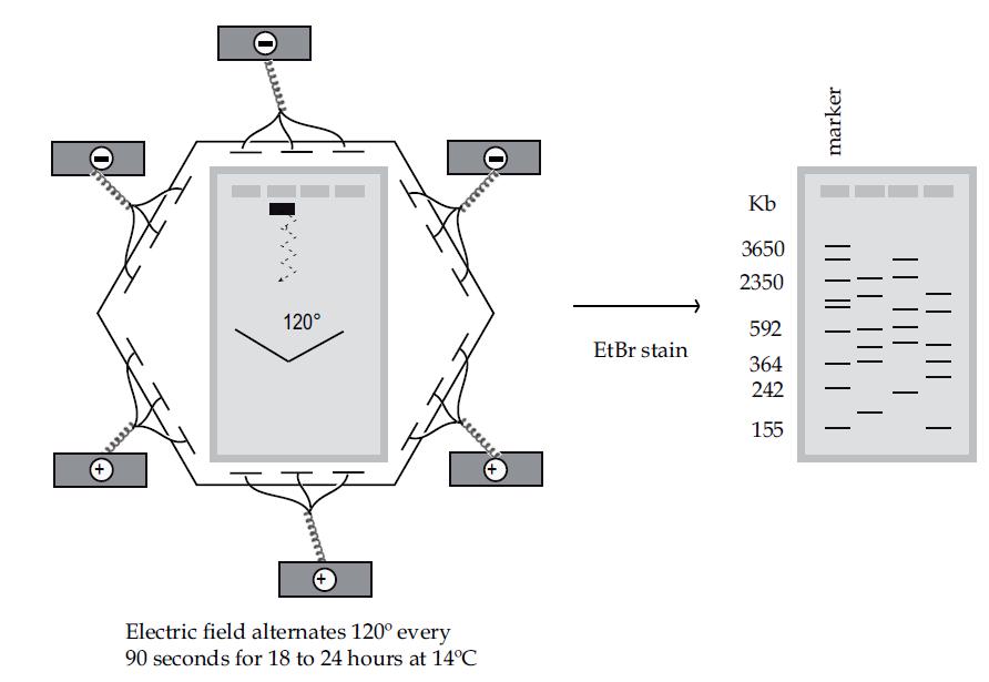 CHEF Elektroforeza w zmiennym, homogennym polu