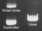 Konformacja DNA - superzwinięta kolista forma (CCC), otwarto kolista (OC) i liniowa (LIN) forma migrują w żelu z różną szybkością. Względna ruchliwość tych form zależy od stęż.