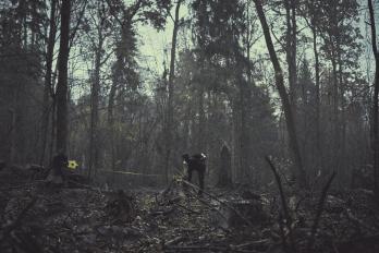 Społeczne patrole Obozu dla Puszczy, Greenpeace i Dzikiej Polski.