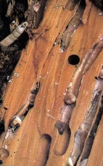 BIVALVIA perłowa Neotrigonia syfon Mya skrzela noga pierwotnie woda przepływa wzdłuż muszli wpływ i wypływ z jednego końca