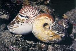 CEPHALOPODA septum syfon Nautilus przecięta muszla jedyny dziś głowonóg z zewnętrzną perłową muszlą pompa sodowa w nabłonku syfonu wytwarza osmotyczne podciśnienie w