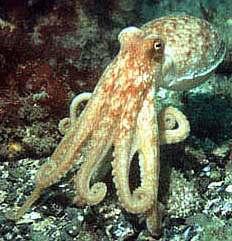 CEPHALOPODA reliktowe Vampyroteuthis ze szczątkowymi czułkami i wewnętrzną muszlą Eledone Octopodidae ramiona przejęły funkcje lokomotoryczne rudyment muszli z trudem