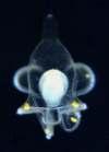 planktonowe larwy typu trochophora spiralne bruzdkowanie swobodny rozkład blastomerów