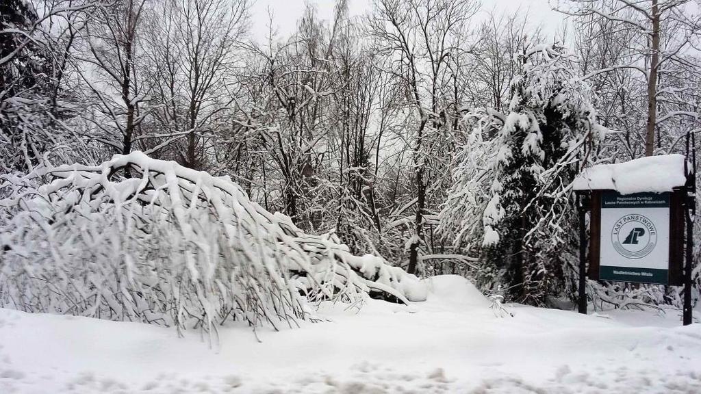 kady 2006-2015, styczeń okazał się stosunkowo zimnym miesiącem, którego średnia na poziomie -6,5 C była o 2,0 stopnie niższa od normy klimatycznej. Fot. 1.