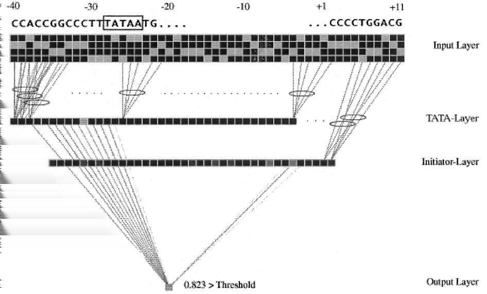 NNPP Wstęp do klasyfikacji Inne podejścia Co jest do zrobienia Praca: Reese MG Application of a time-delay neural network