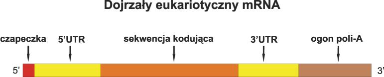 Dojrzałe mrna Wstęp Pojęcia