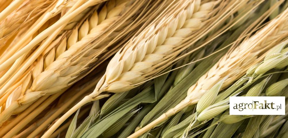 Jakie będą ceny zbóż w 2017?
