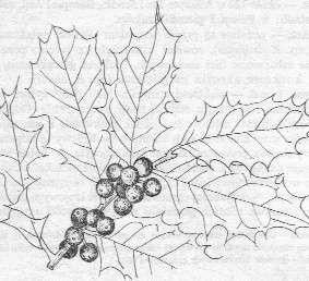 .. 5. 6..... Źródła ilustracji: W. Seneta, Dendrologia część 2, PWN, Warszawa 1987, s. 61, 65, 88, 152, 237, 247. W. Seneta, Dendrologia część 1, PWN, Warszawa 1987, s. 32, 254. 7.