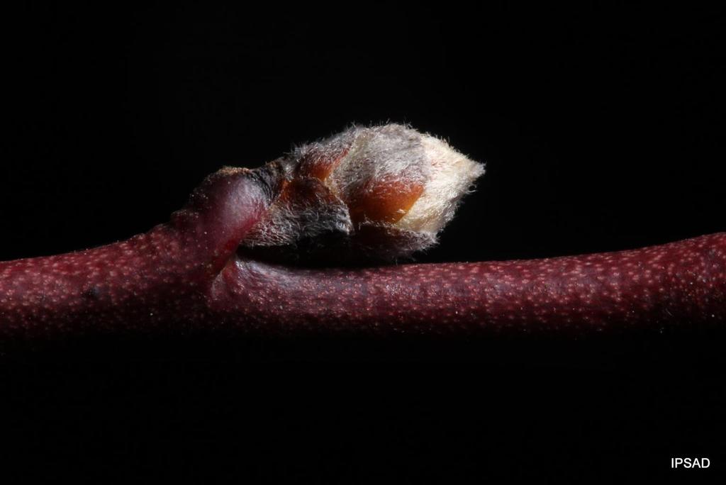 Nabrzmiewają łuski na pąkach brzoskwiń. Obecnie występuje silne ryzyko infekcji ze strony grzyba Taphrina deformans wywołującego kędzierzawość liści.