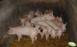 .pl https://www..pl Źródło: AgroFoto.pl, krolik13 Pod względem mięsności polskie świnie nie odbiegają od zachodnich, ale u nas częstotliwość wyproszeń loch jest mniejsza.