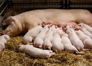 .pl https://www..pl pomocy z tytułu uboju świń i wprowadzania do obrotu świeżej wieprzowiny oraz wieprzowych produktów mięsnych z nich pochodzących zgodnie z odpowiednimi przepisami weterynaryjnymi.