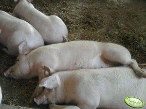 .pl https://www..pl Źródło: AgroFoto.pl, Anka1989 Zmniejszające się pogłowie macior, a co za tym idzie również prosiąt nadal rekompensowane było dużym importem młodych świń o wadze do 50 kg.