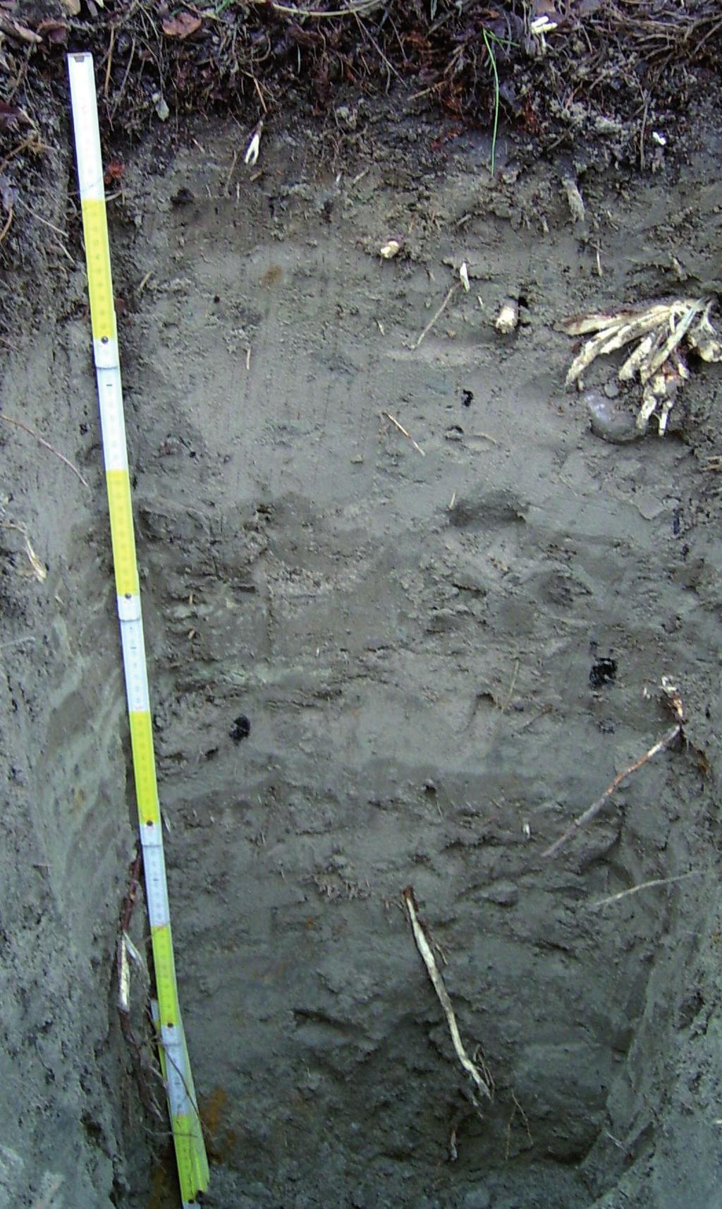 Fot. 3. Odkrywka glebowa na powierzchni z robinią akacjową Photo 3.
