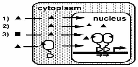 Mechanism of action of nuclear receptors Nuclear receptors are activated after ligand binding. Aranda A. & Pascual A. Physiol Rev 2001.