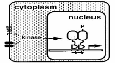 Mechanism of action of nuclear receptors Nuclear receptors can be also activated independently of ligand binding. Some receptors may be constitutively active.