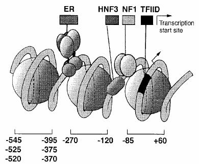 Localization of nuclear receptor binding sites