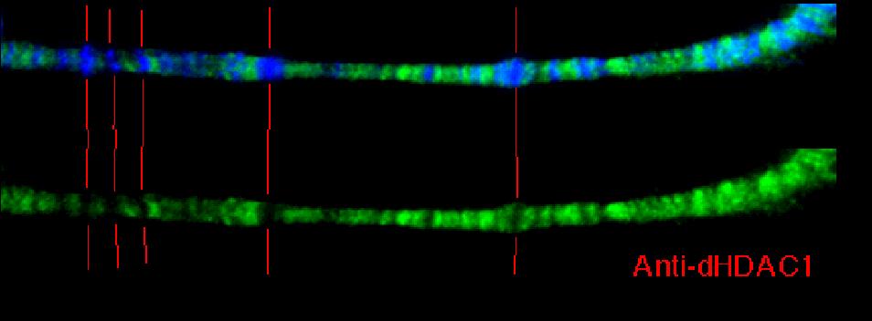 Drosophila polytene chromosome immunostained with anti-