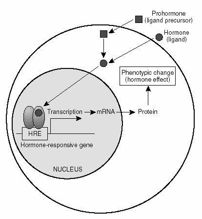 Signal transduction by