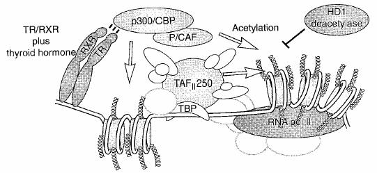 Transcriptional regulation in chromatin TR recruits a coactivator complex p300/cbp/pcaf (that( reteins chromatin in an open configuration)