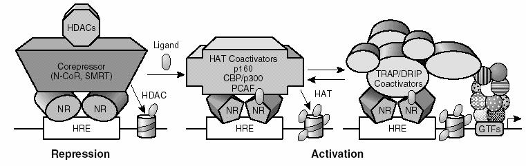 Coactivators and corepressors in transcriptional regulation by nuclear receptors CBP - calcium-binding protein; DRIP - D receptor interacting protein; HRE - hormone response element; HAT - histone