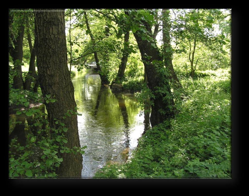 Płonia, widok w