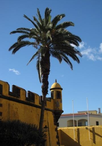 7. Dzień - PORT FUNCHAL MADERA PORTUGALIA Proponowana wycieczka: MADERA WYCIECZKA OBJAZDOWA PO WYSPIE ORAZ STOLICA FUNCHAL Wycieczkę po wyspie (z lokalnym polskojęzycznym przewodnikiem) rozpoczniemy