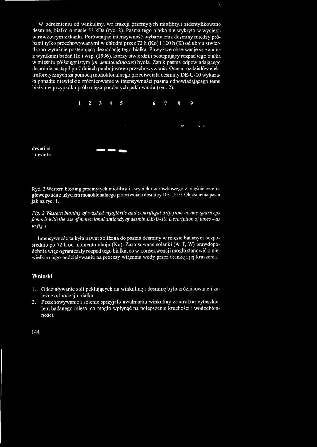 Powyższe obserwacje są zgodne z wynikami badań Ho i wsp. (1996), którzy stwierdzili postępujący rozpad tego białka w mięśniu półścięgnistym (m. semitendinosus) bydła.