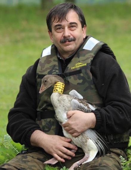 wsparcie w badaniach terenowych i znakowaniu gęgaw nad Gopłem, - Romkowi Grosmanowi za oddanie i pomoc w znakowaniu gęgaw nad Gopłem w latach w 2014 i 2017.