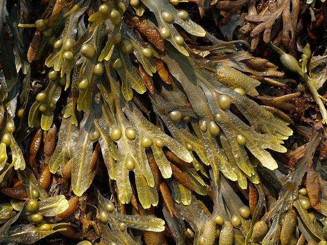 PÕISADRU (Fucus