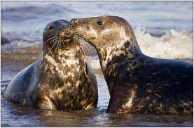 Foto 9. Hallhüljes (Donna Nook Seals Lincolnshire) Elupaik: ulgumere saarte ja laidude ümbruses ning paikse eluviisiga. Toitumine: toiduks peamiselt kalad - tursk, lest.