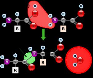 Podstawowe zagadnienia biologii molekularnej i chemii 22 Rysunek 3.