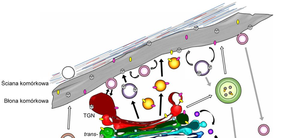 WSTĘP 13 Rycina 1 Diagram przedstawiający szlaki transportu pęcherzykowego w komórkach roślinnych (model na podstawie tomogramów elektronowych komórek korzenia jęczmienia).