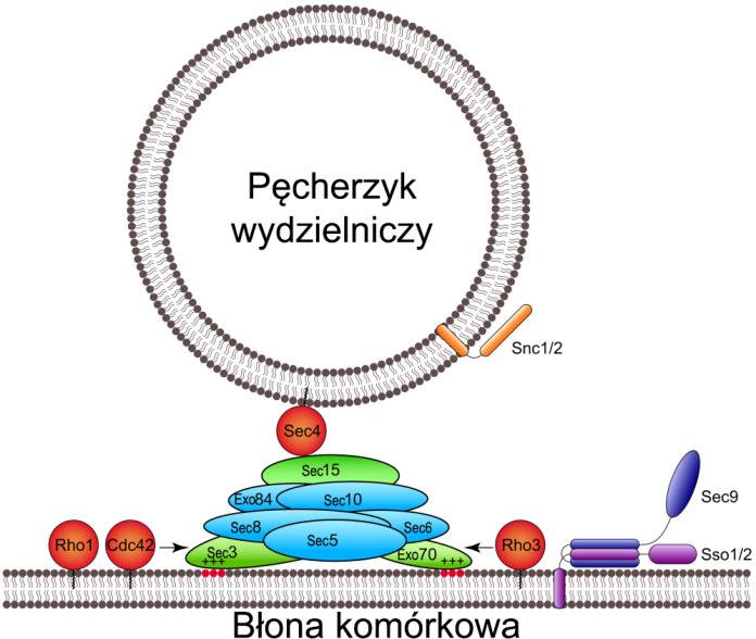 WSTĘP 16 (razem z białkami wspomagającymi Sec1/Munc18). Jednym z takich kompleksów wiążących jest egzocyst (Robinson i in., 2016).