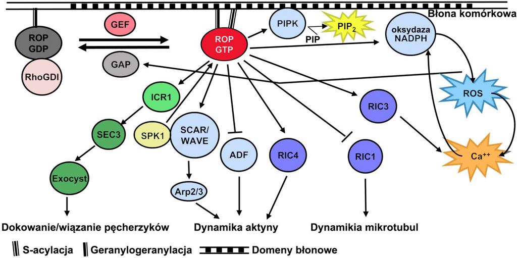 WSTĘP 21 U Arabidopsis małe GTPazy ROP są regulowane przez białka RopGAP (ang. ROP GTPase activating protein), dezaktywujące GTPazy w błonie poprzez promowanie ich aktywności GTPazowej (Ryc.