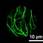 W tym celu poddano nadekspresji w protoplastach Arabidopsis znakowane przy pomocy EGFP